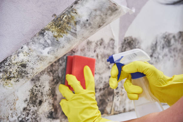 Why You Should Choose Our Mold Remediation Services in Worthington Hills, KY